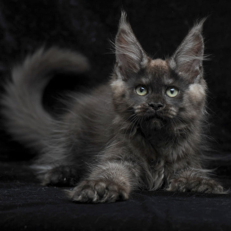 Nataha Maine Coon polydactyl 6x6x6x6 female, black silver