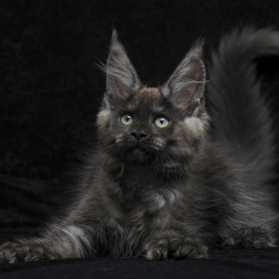 Nataha Maine Coon polydactyl 6x6x6x6 female, black silver