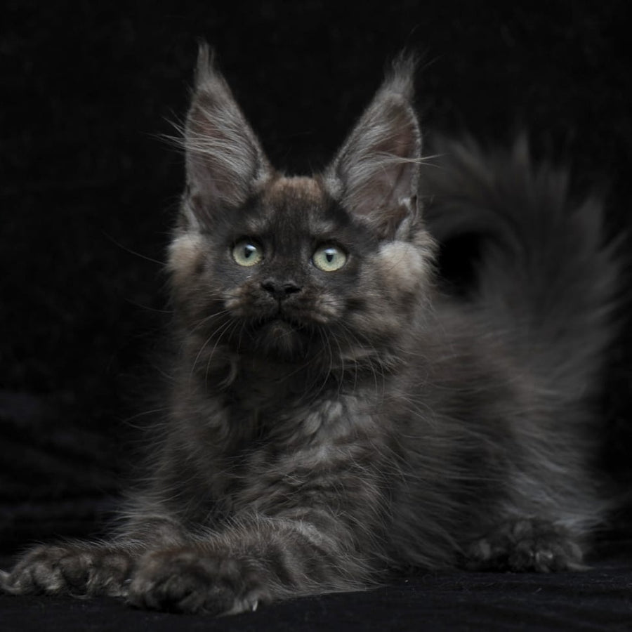 Nataha Maine Coon polydactyl 6x6x6x6 female, black silver