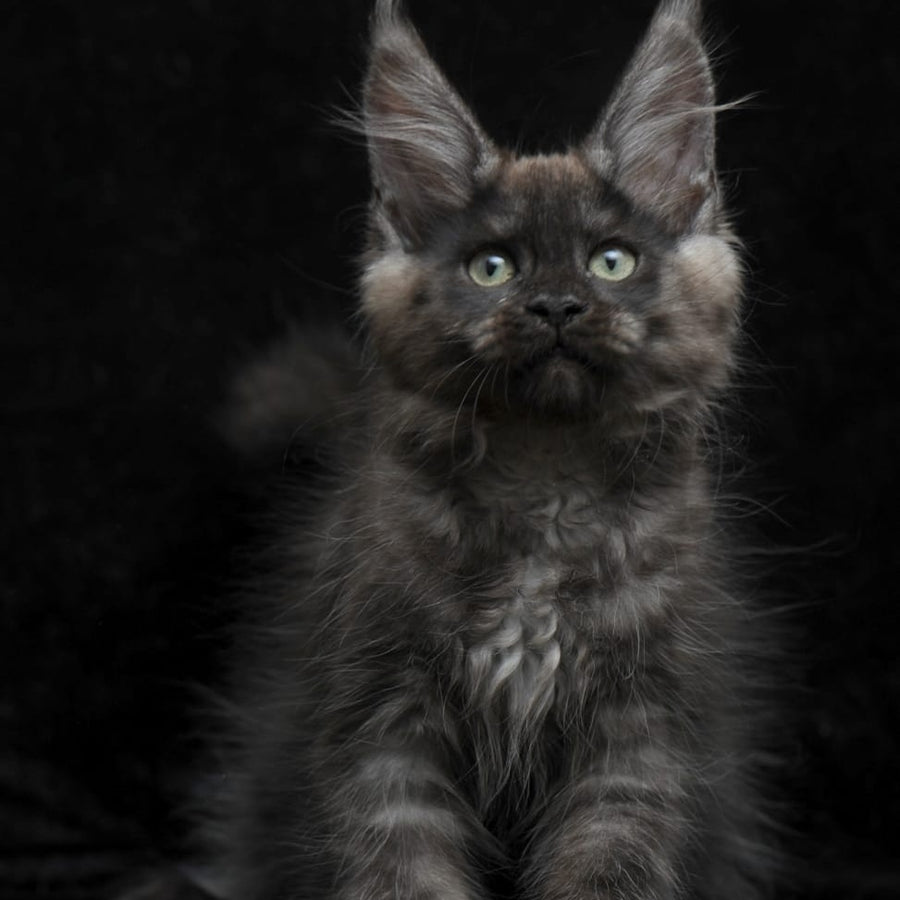 Nataha Maine Coon polydactyl 6x6x6x6 female, black silver