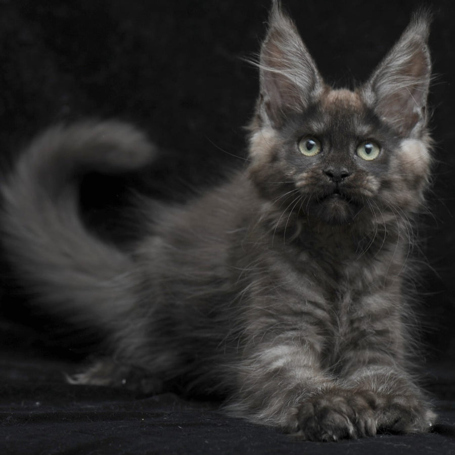 Nataha Maine Coon polydactyl 6x6x6x6 female, black silver