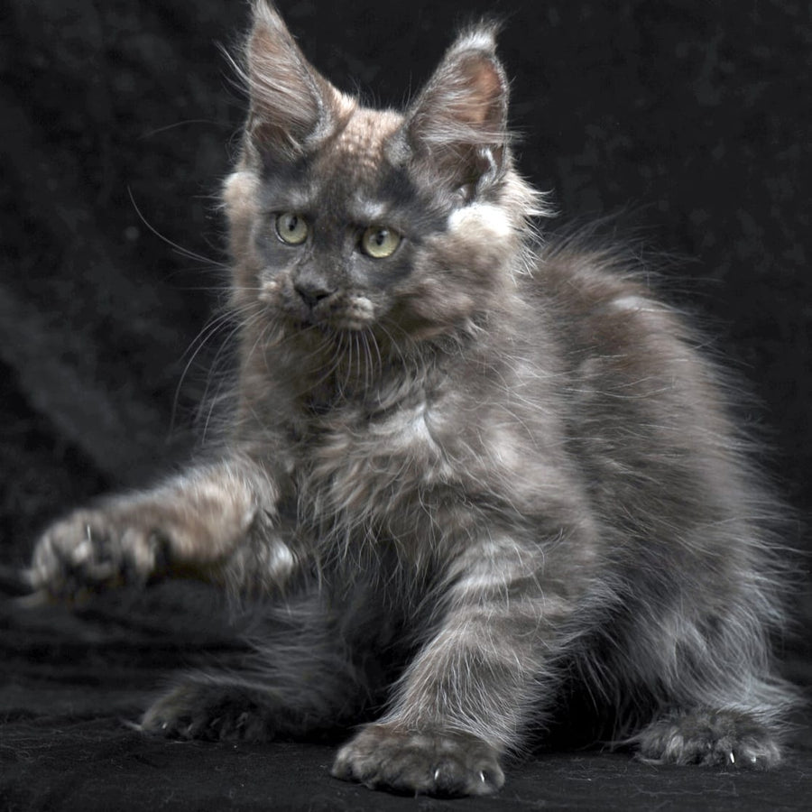 Nataha Maine Coon polydactyl 6x6x6x6 female, black silver