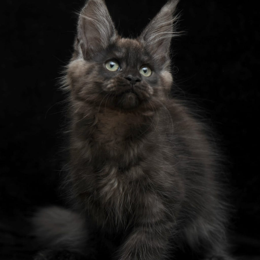 Nataha Maine Coon polydactyl 6x6x6x6 female, black silver