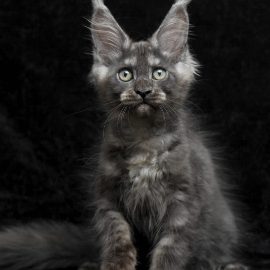 Nevada Maine Coon female, black silver