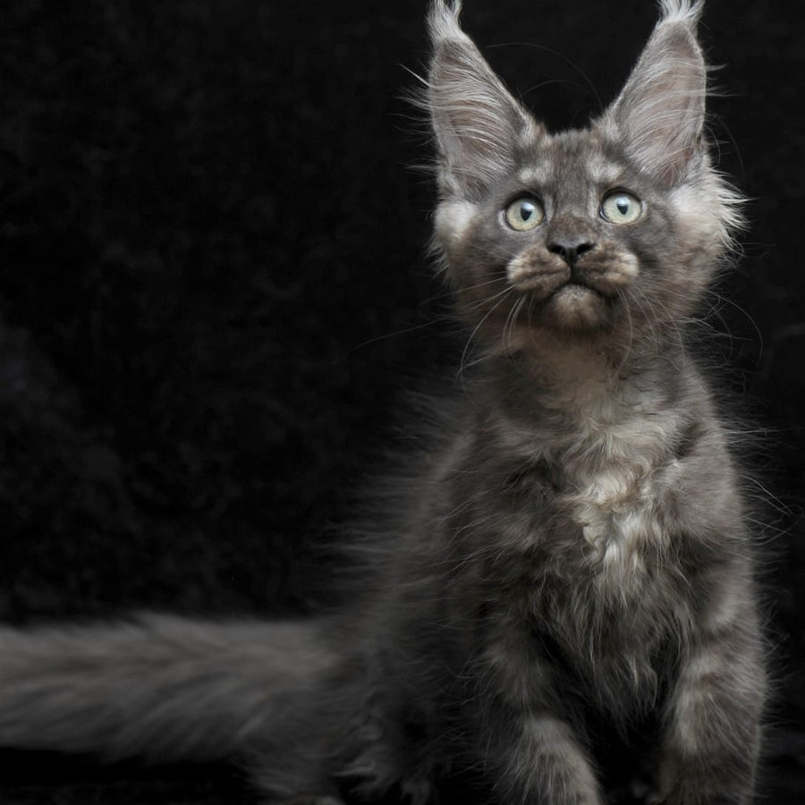 Nevada Maine Coon female, black silver