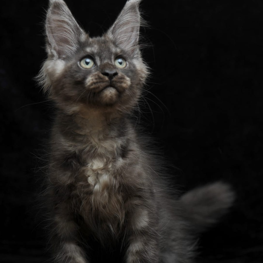 Nevada Maine Coon female, black silver