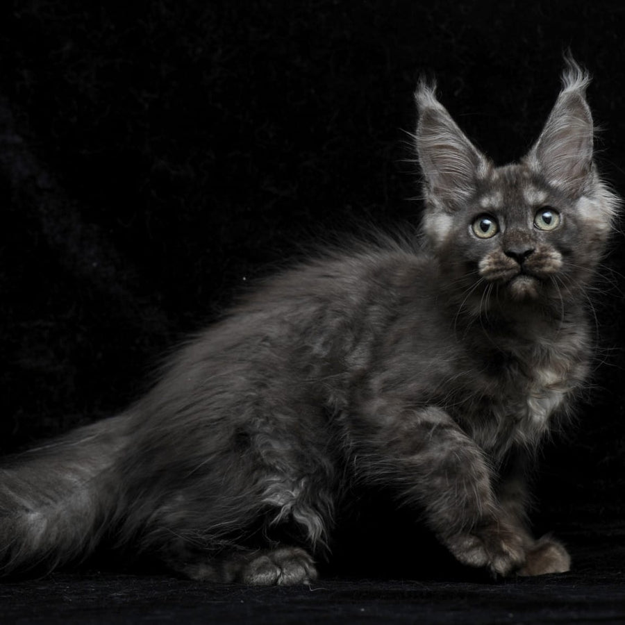 Nevada Maine Coon female, black silver
