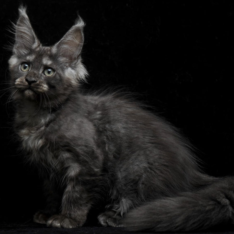 Nevada Maine Coon female, black silver