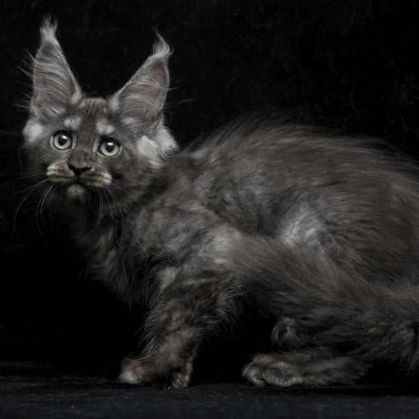 Nevada Maine Coon female, black silver