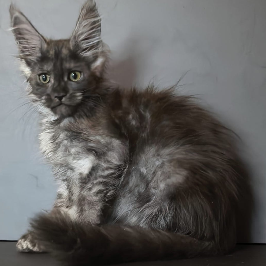 Ivi Maine Coon female, black silver