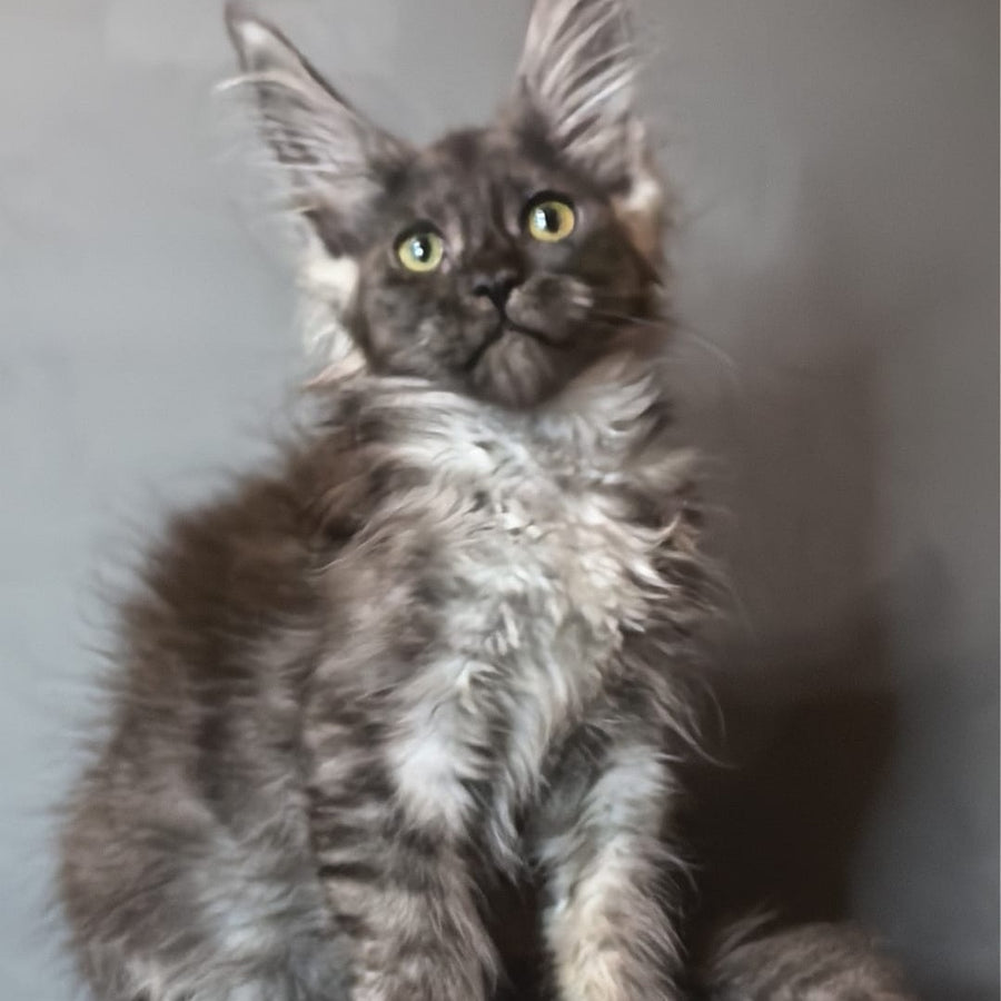 Ivi Maine Coon female, black silver