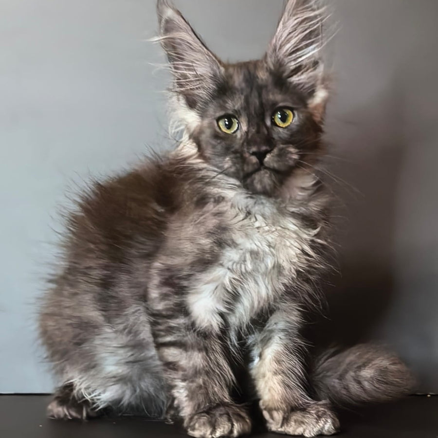 Ivi Maine Coon female, black silver