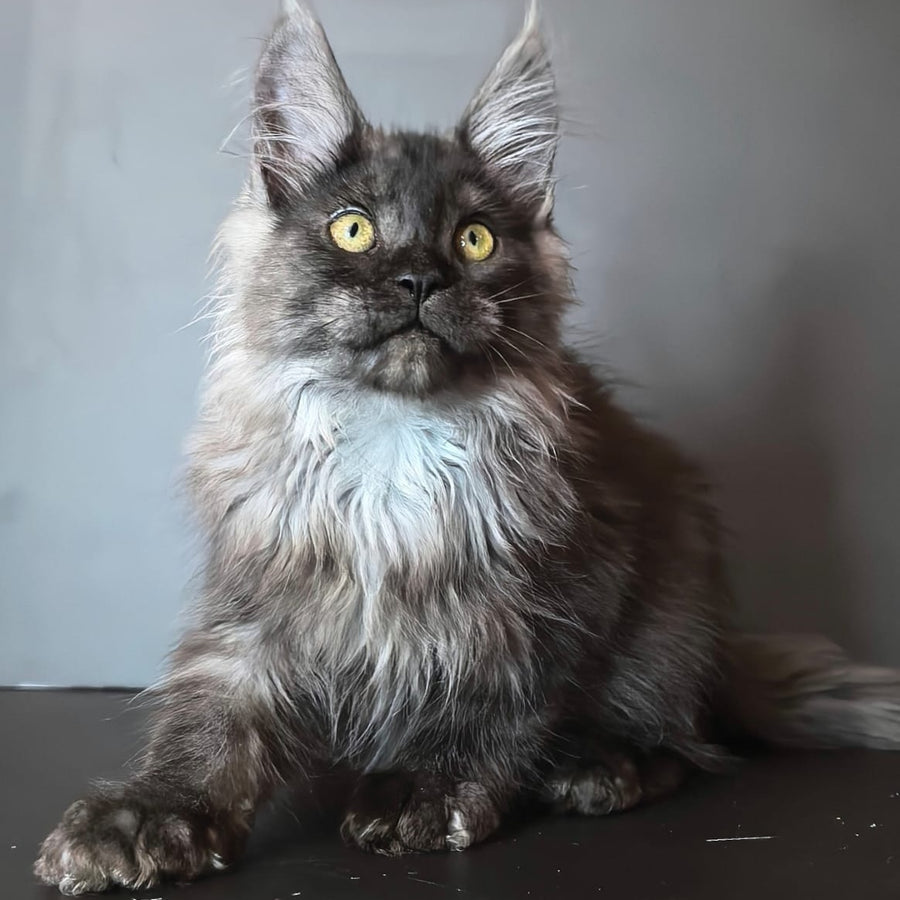 Ivo Maine Coon male, black silver
