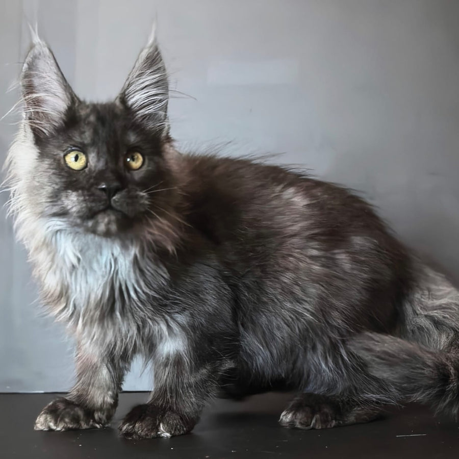 Ivo Maine Coon male, black silver