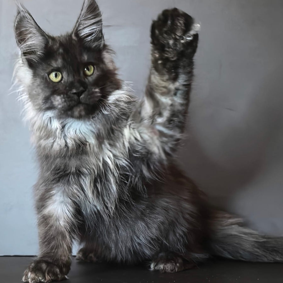 Ivo Maine Coon male, black silver