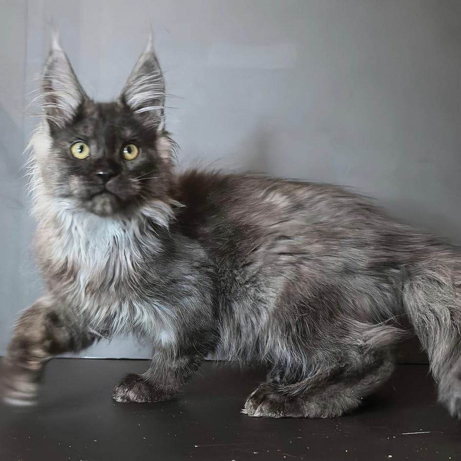 Ivo Maine Coon male, black silver