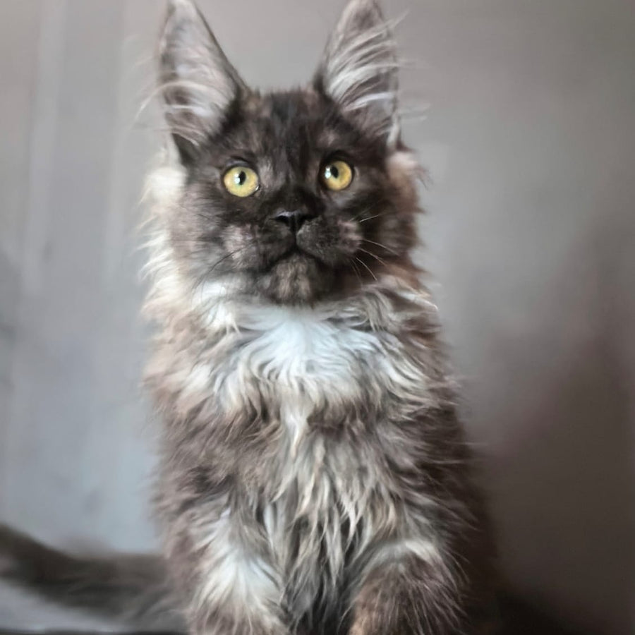 Ivo Maine Coon male, black silver