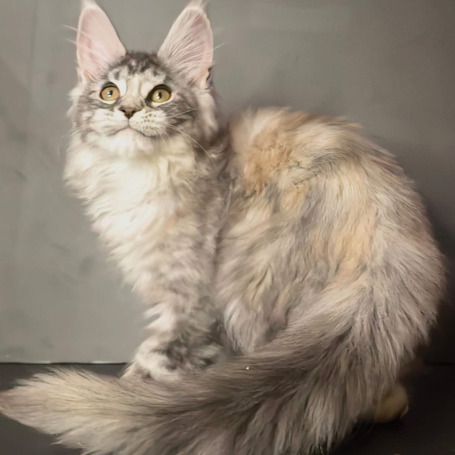 Ivetti Maine Coon polydactyl 6x6x6x6 female, black tortie silver tabby