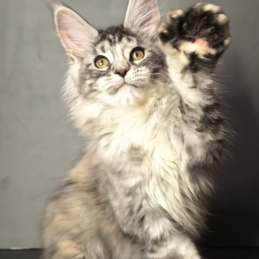 Ivetti Maine Coon polydactyl 6x6x6x6 female, black tortie silver tabby
