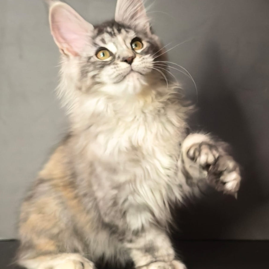 Ivetti Maine Coon polydactyl 6x6x6x6 female, black tortie silver tabby