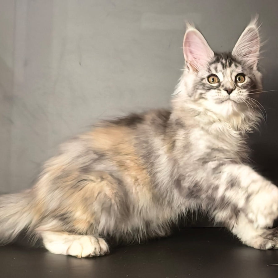 Ivetti Maine Coon polydactyl 6x6x6x6 female, black tortie silver tabby
