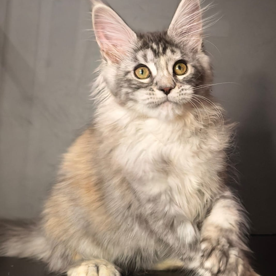 Ivetti Maine Coon polydactyl 6x6x6x6 female, black tortie silver tabby