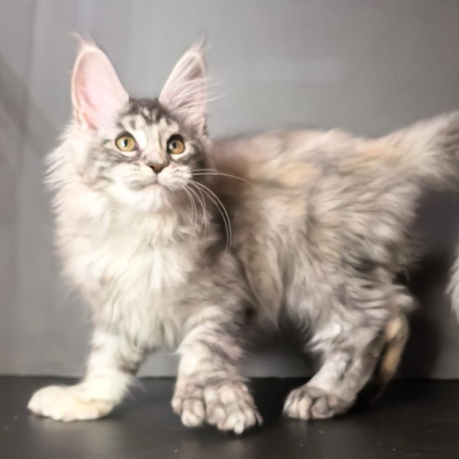Ivetti Maine Coon polydactyl 6x6x6x6 female, black tortie silver tabby