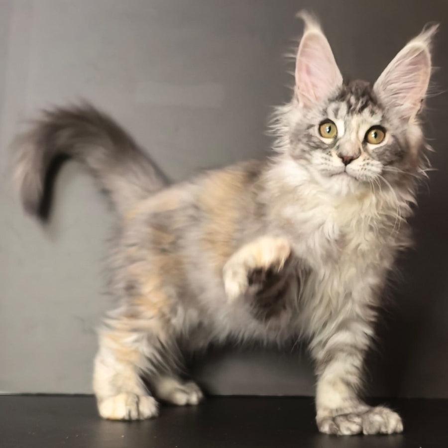 Ivetti Maine Coon polydactyl 6x6x6x6 female, black tortie silver tabby