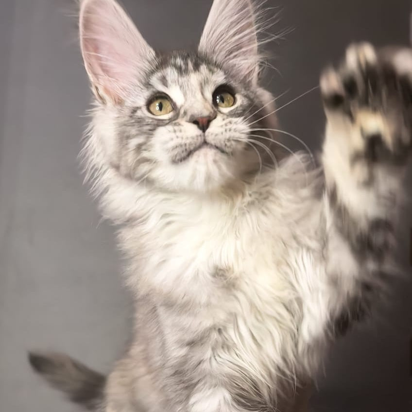 Ivetti Maine Coon polydactyl 6x6x6x6 female, black tortie silver tabby