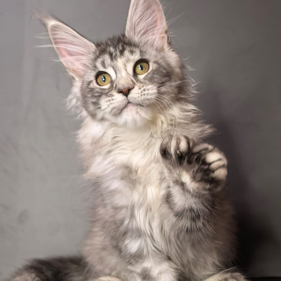 Ivetti Maine Coon polydactyl 6x6x6x6 female, black tortie silver tabby