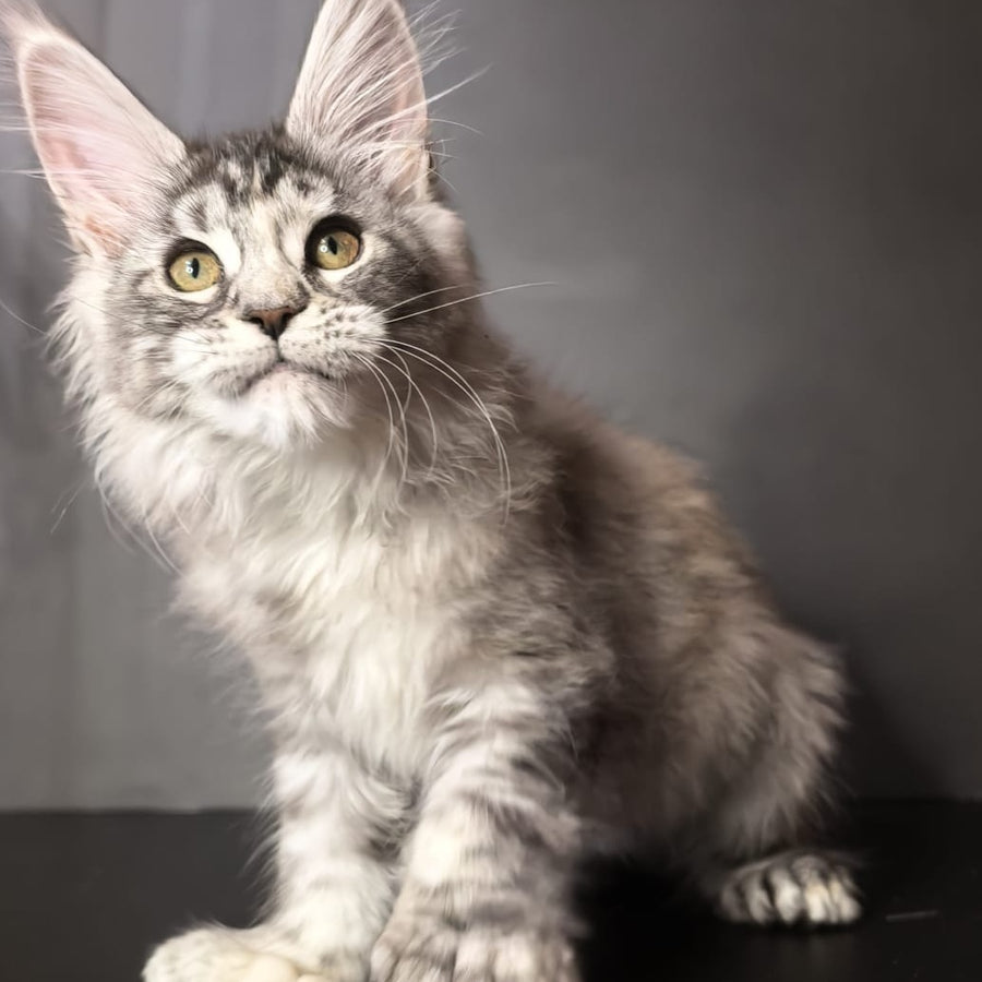 Ivetti Maine Coon polydactyl 6x6x6x6 female, black tortie silver tabby