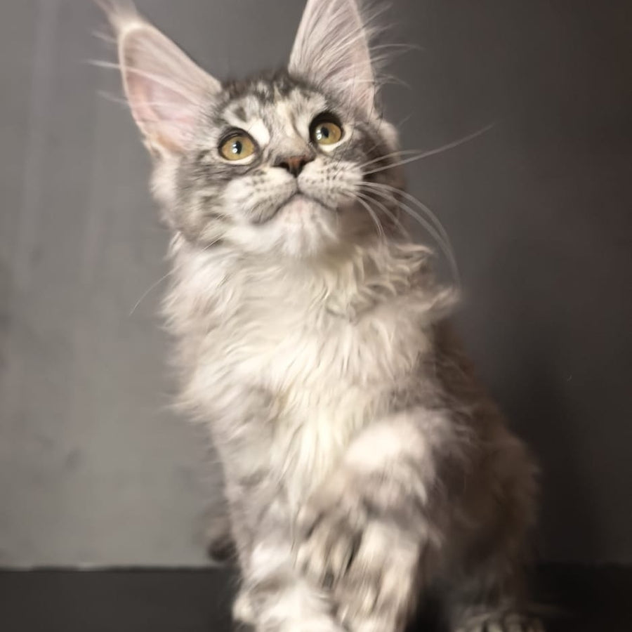 Ivetti Maine Coon polydactyl 6x6x6x6 female, black tortie silver tabby