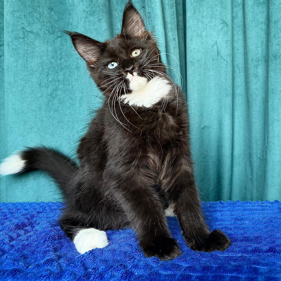 Yasson Maine Coon male, black with white