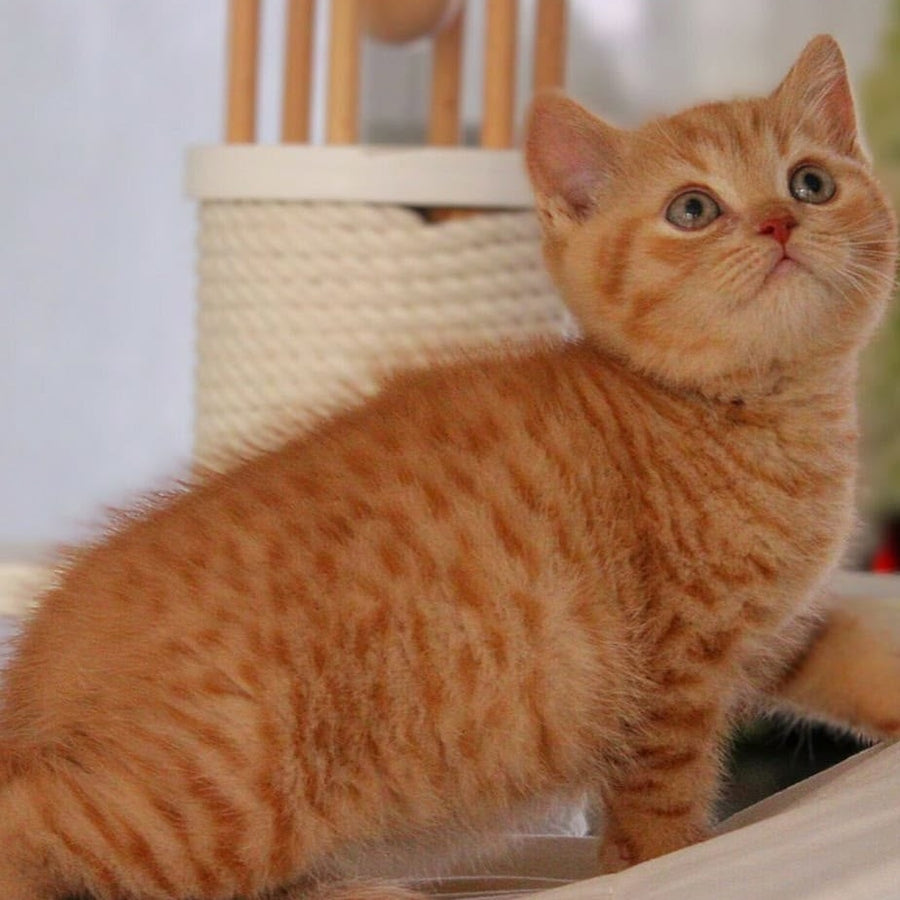 Pablo British Shorthair male, red