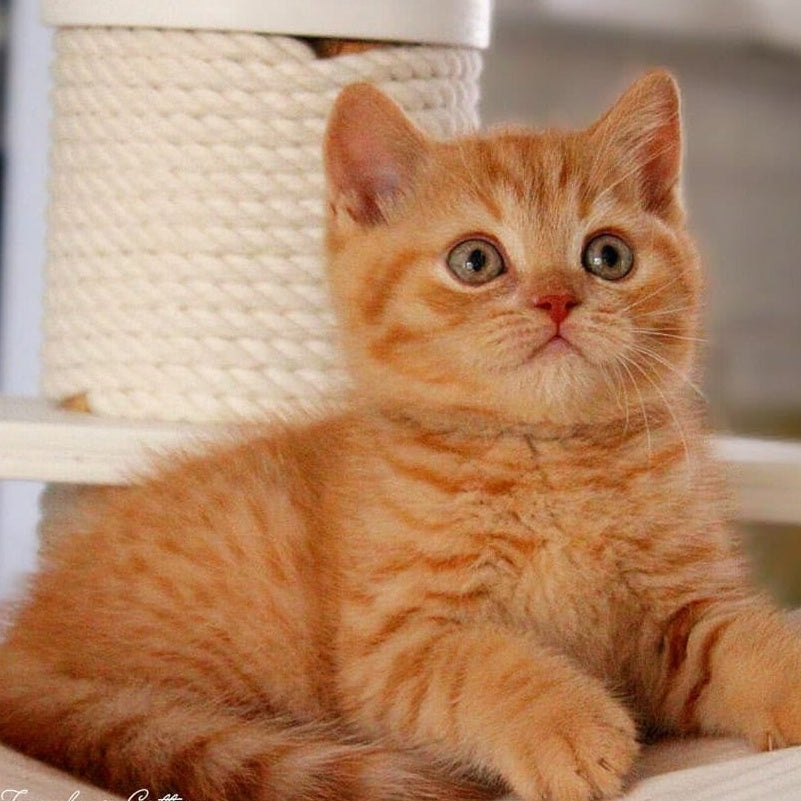 Pablo British Shorthair male, red