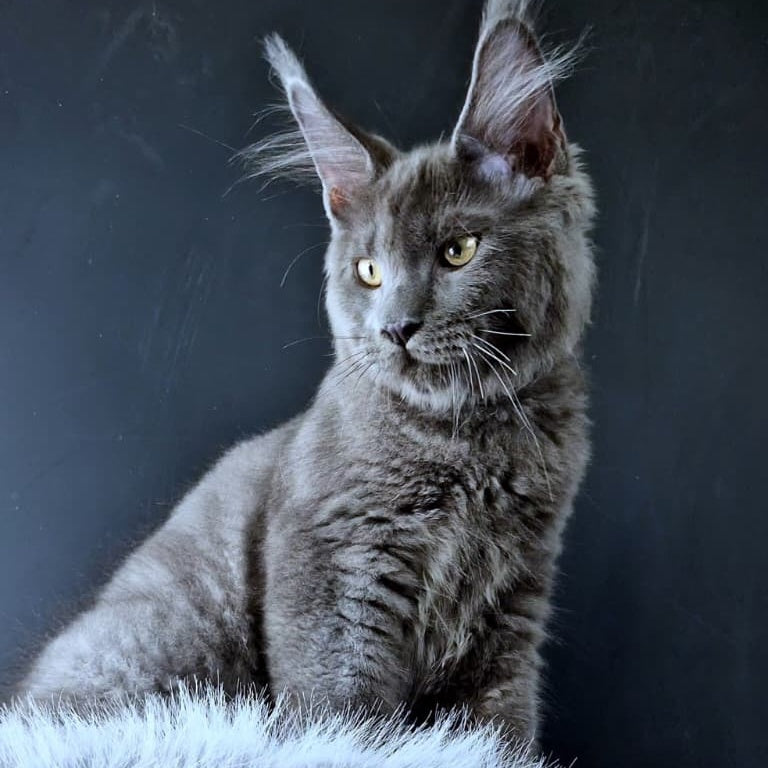 Khaos Lacroix Maine Coon male, blue