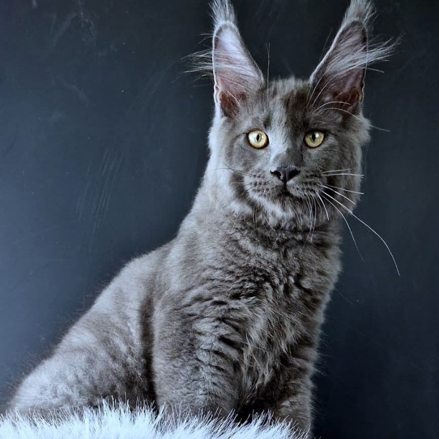 Khaos Lacroix Maine Coon male, blue