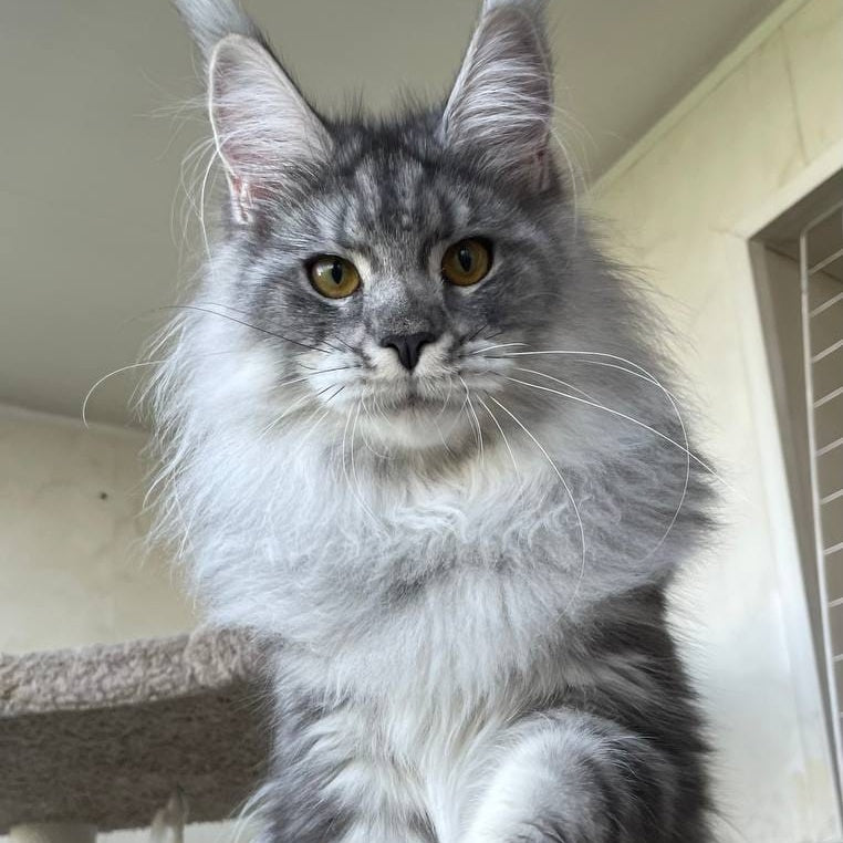 Hillary Maine Coon female, black silver tabby