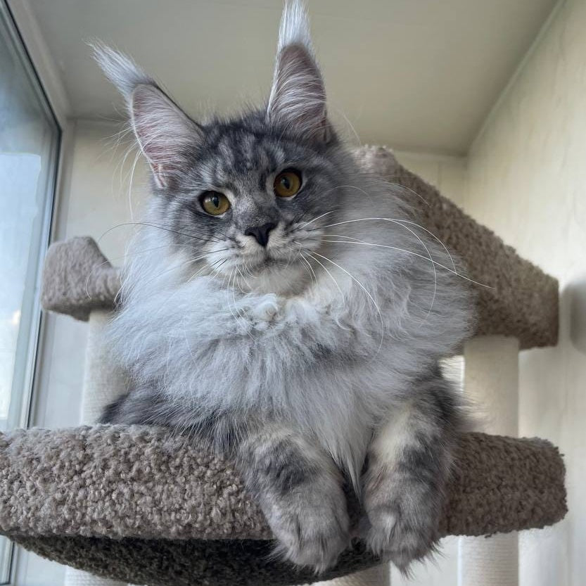Hillary Maine Coon female, black silver tabby
