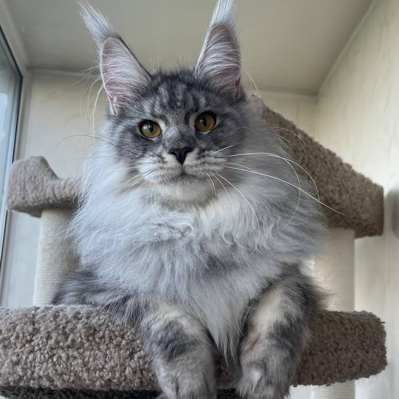 Hillary Maine Coon female, black silver tabby