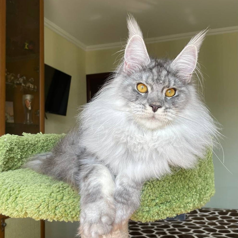 Hillary Maine Coon female, black silver tabby
