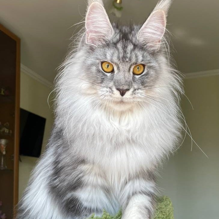 Hillary Maine Coon female, black silver tabby