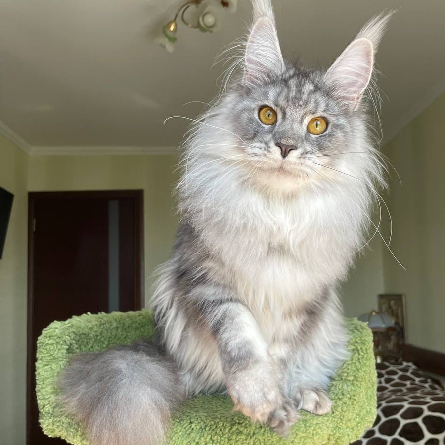 Hillary Maine Coon female, black silver tabby