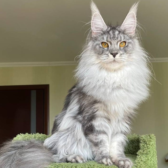 Hillary Maine Coon female, black silver tabby
