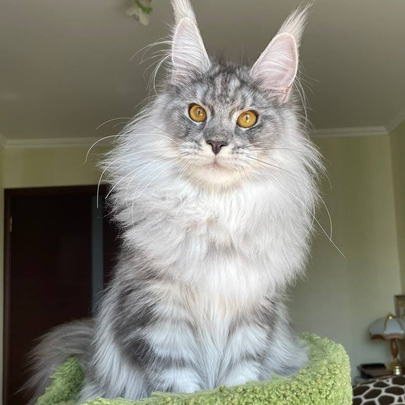 Hillary Maine Coon female, black silver tabby