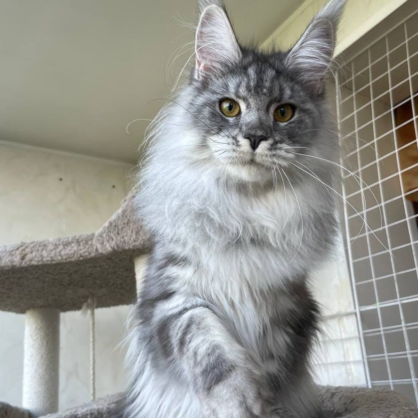 Hillary Maine Coon female, black silver tabby