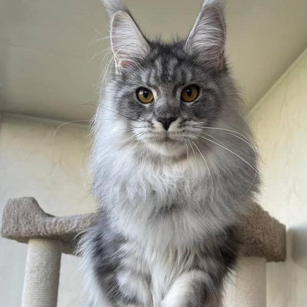 Hillary Maine Coon female, black silver tabby