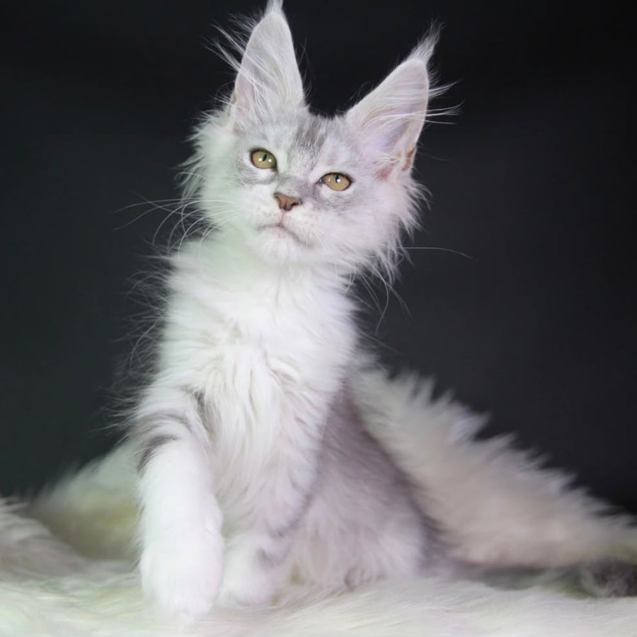 Genrietta Maine Coon female, black silver tabby bicolour