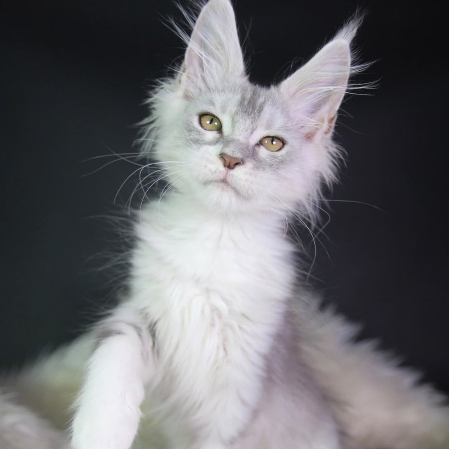 Genrietta Maine Coon female, black silver tabby bicolour