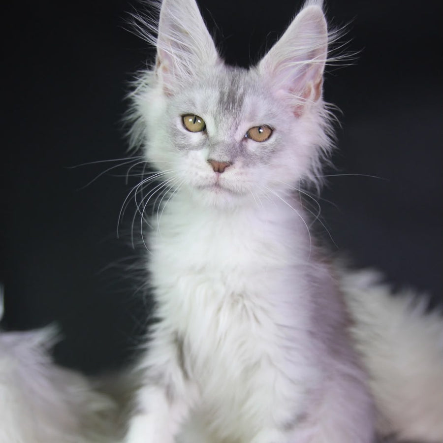 Genrietta Maine Coon female, black silver tabby bicolour
